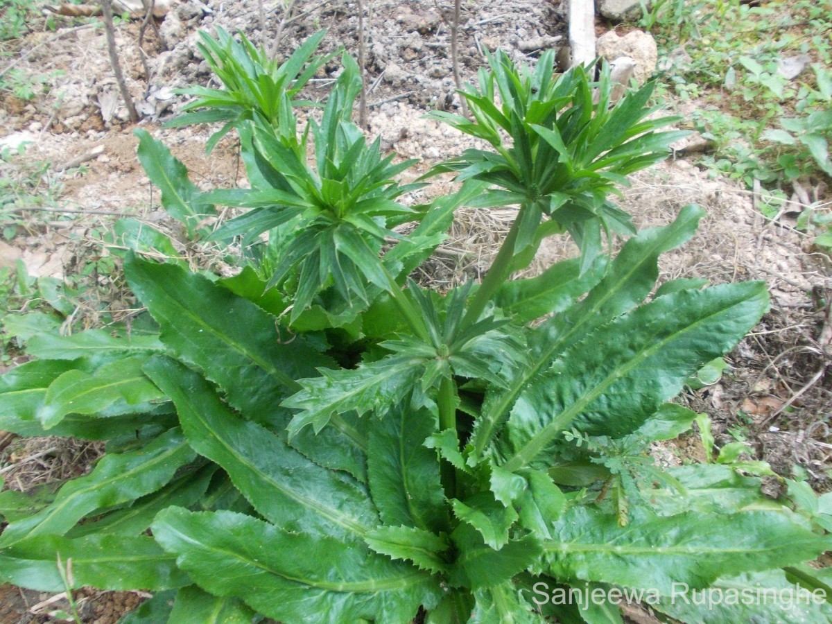 Eryngium foetidum L.